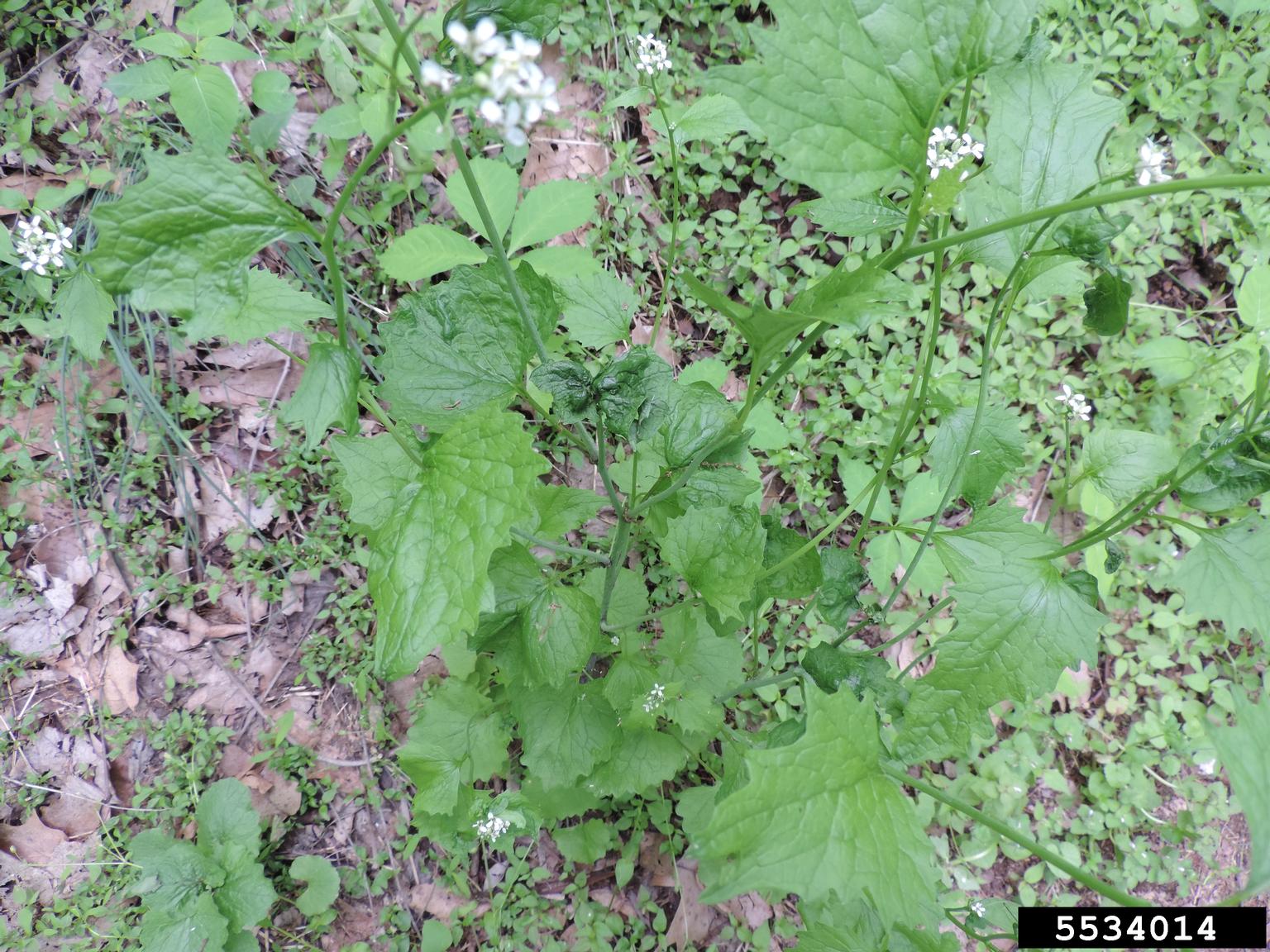 garlic mustard (Alliaria petiolata)
