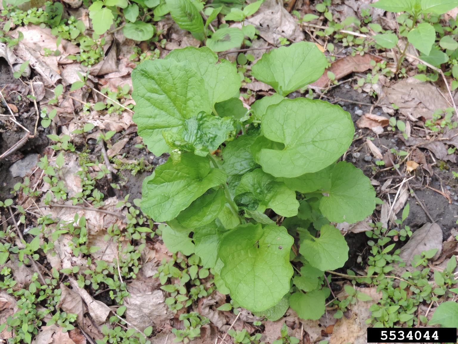 garlic mustard (Alliaria petiolata)