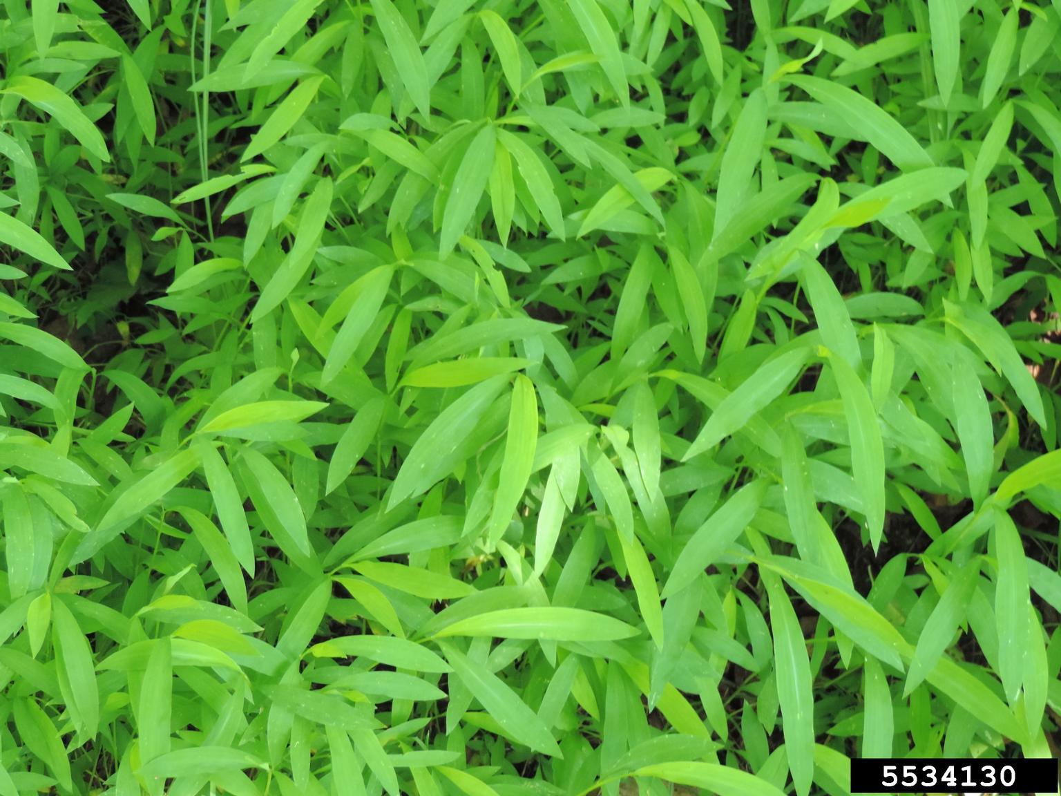 Japanese stiltgrass (Microstegium vimineum)