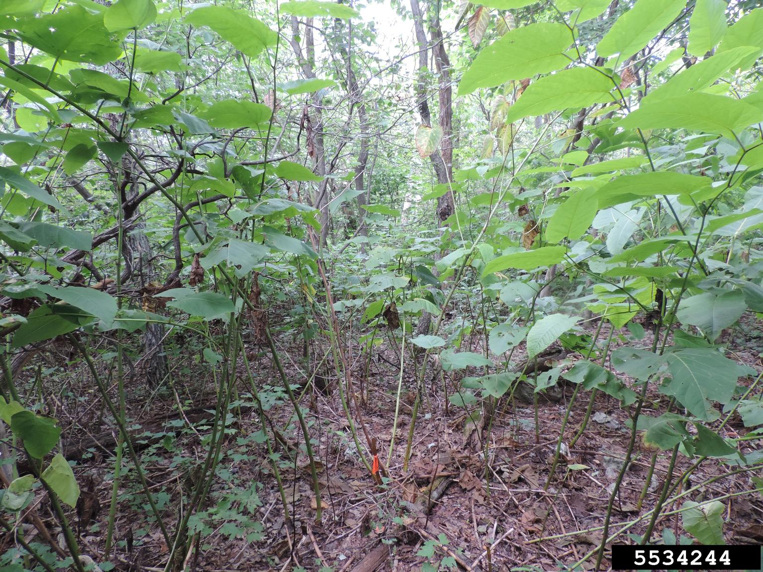 giant knotweed (Reynoutria sachalinensis)