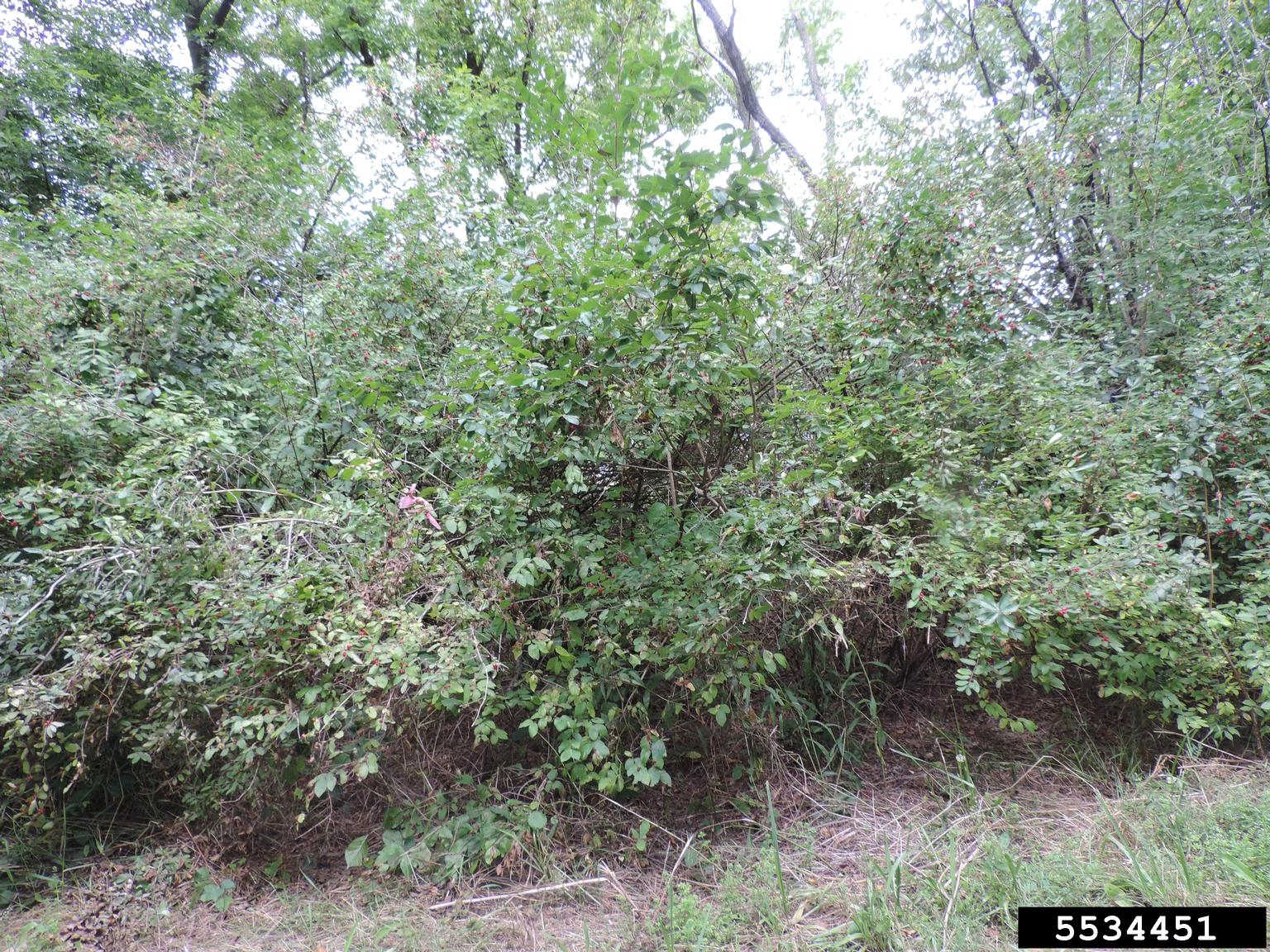 Amur Honeysuckle Lonicera Maackii 