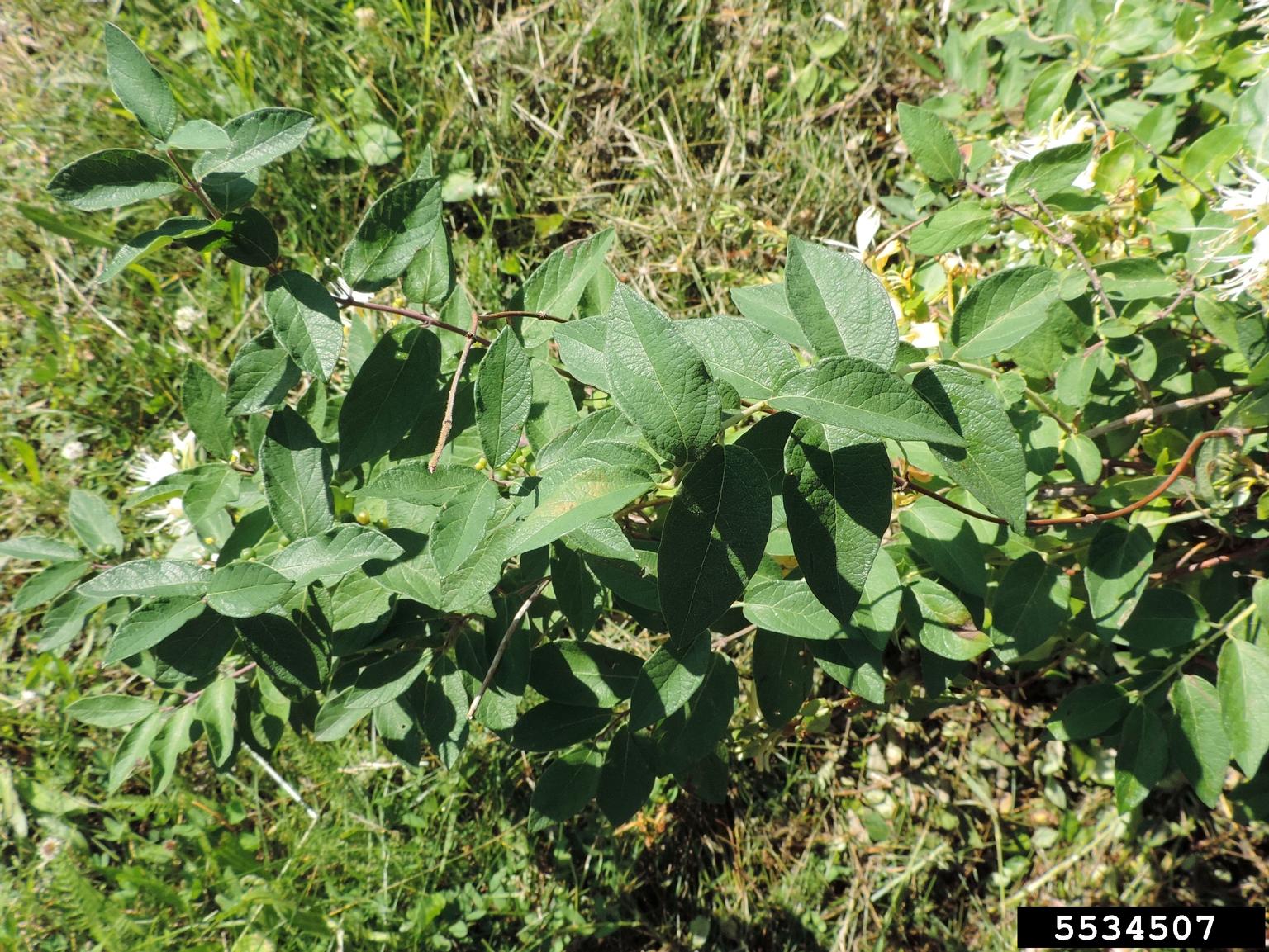 Amur Honeysuckle Lonicera Maackii 