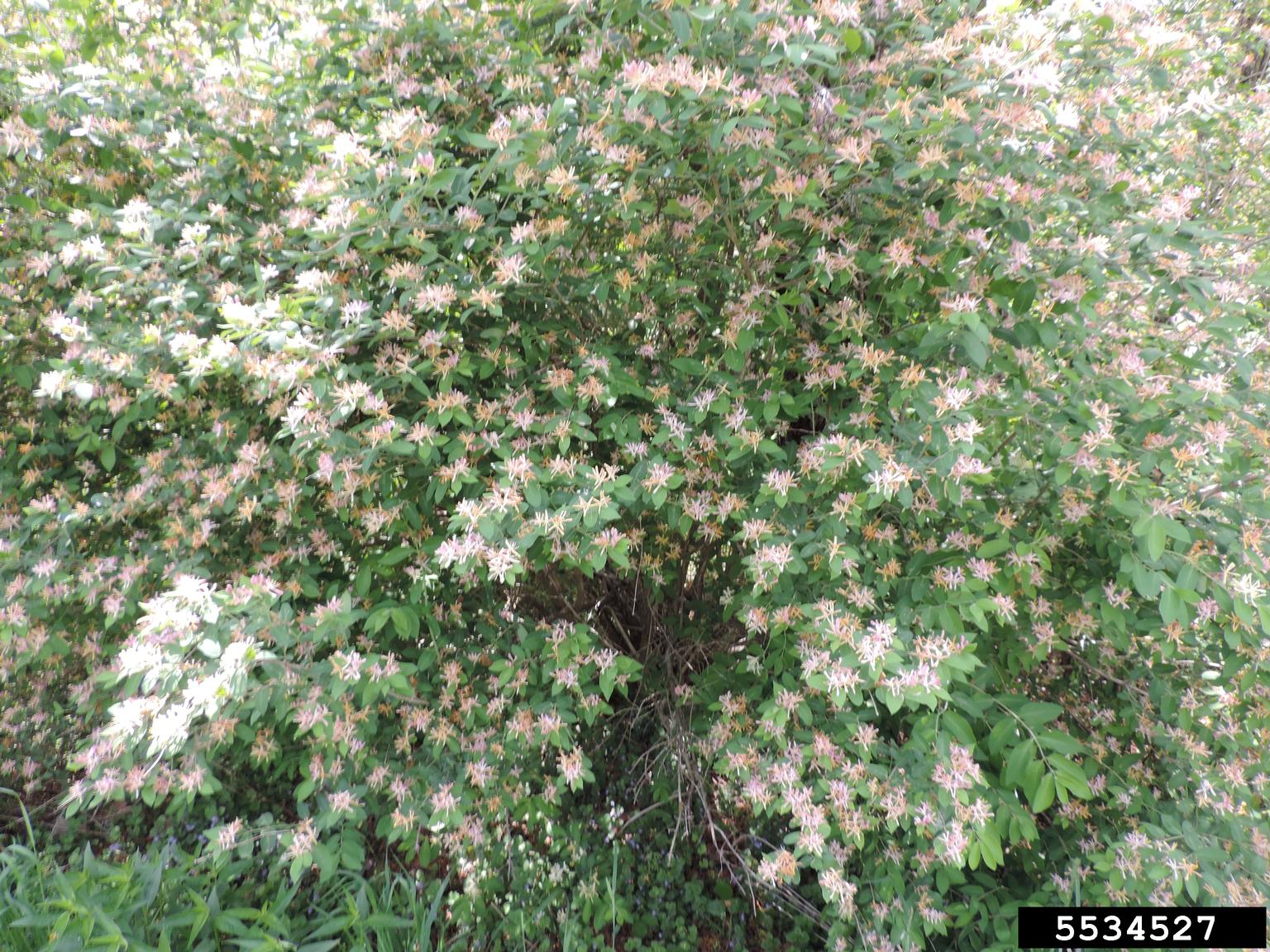 Amur Honeysuckle Lonicera Maackii 