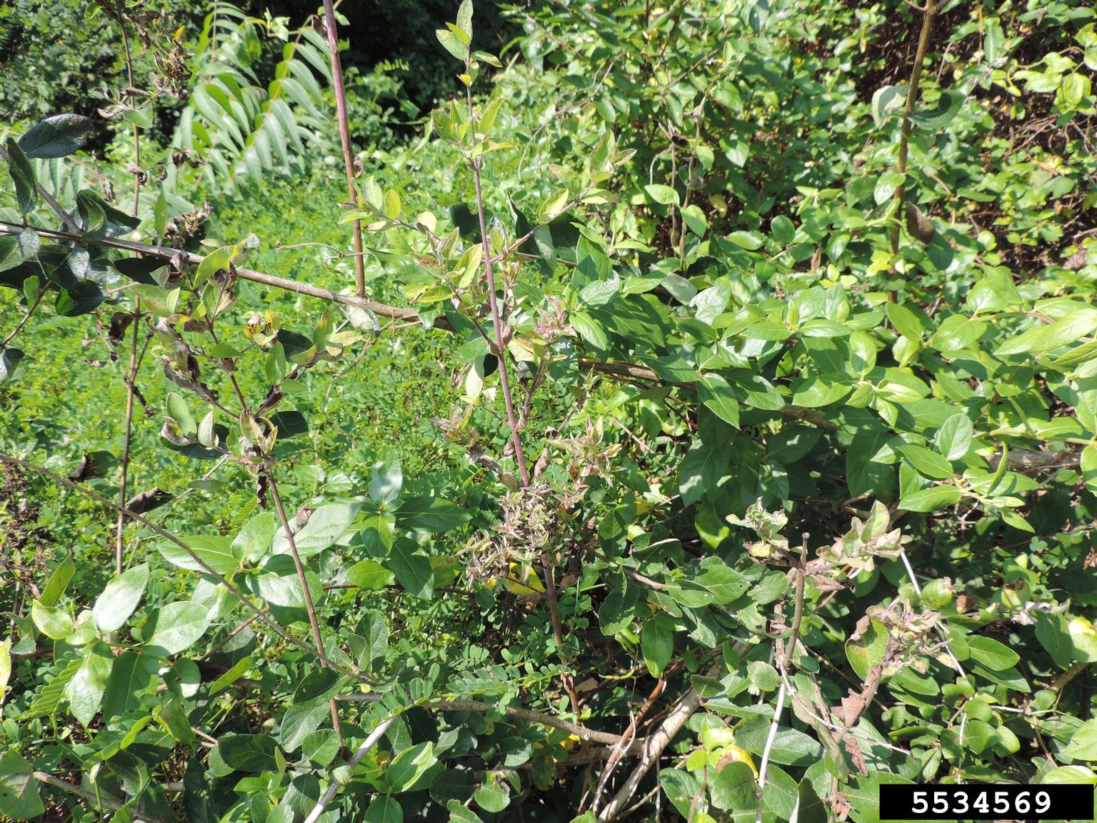 Amur Honeysuckle Lonicera Maackii 