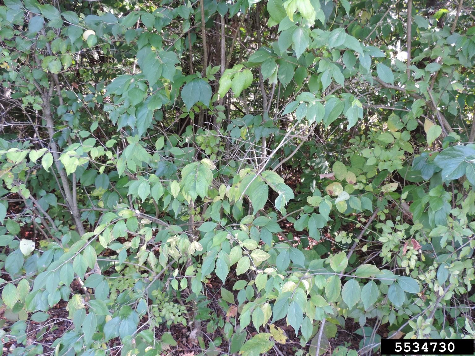 Morrow's honeysuckle (Lonicera morrowii)