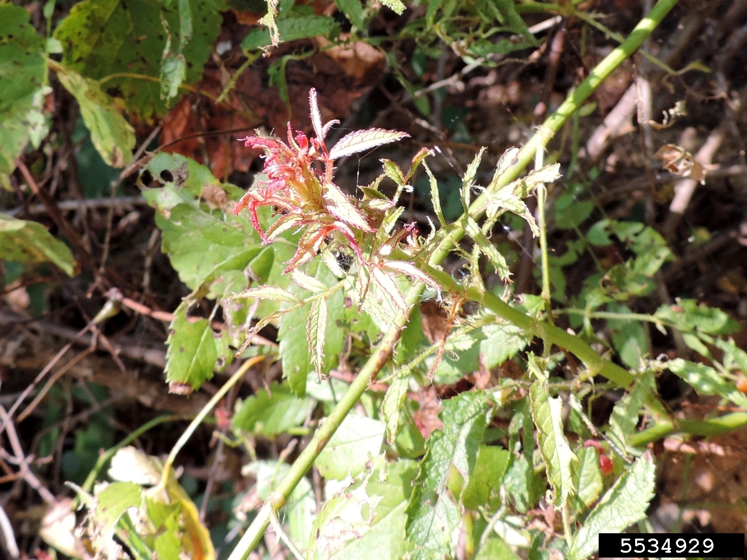multiflora rose (Rosa multiflora Thunb.)