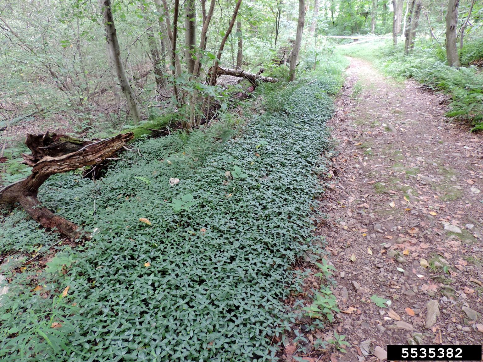 periwinkle (Genus Vinca)