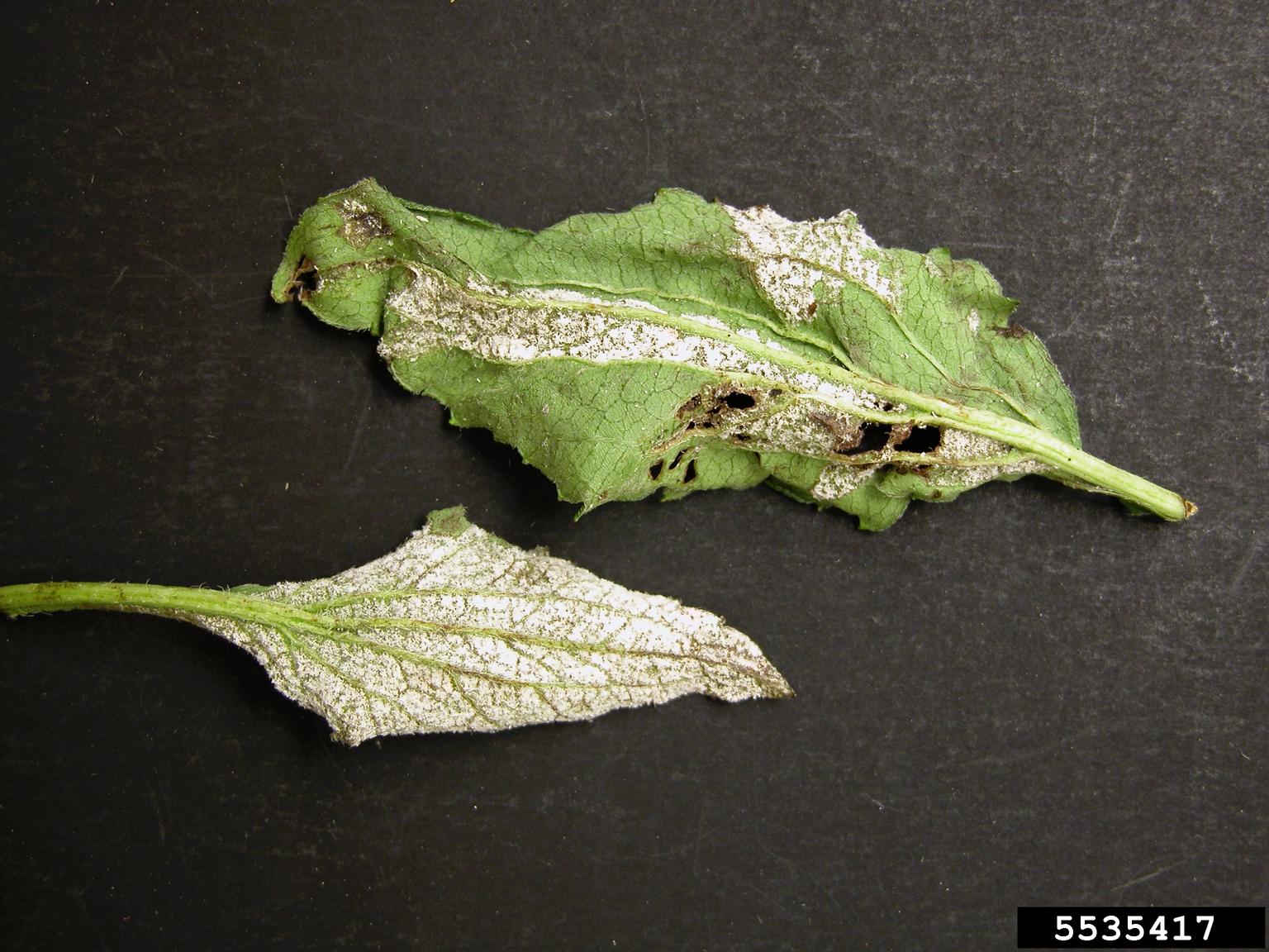 downy mildew (Plasmopara halstedii ) on coneflower (Rudbeckia spp