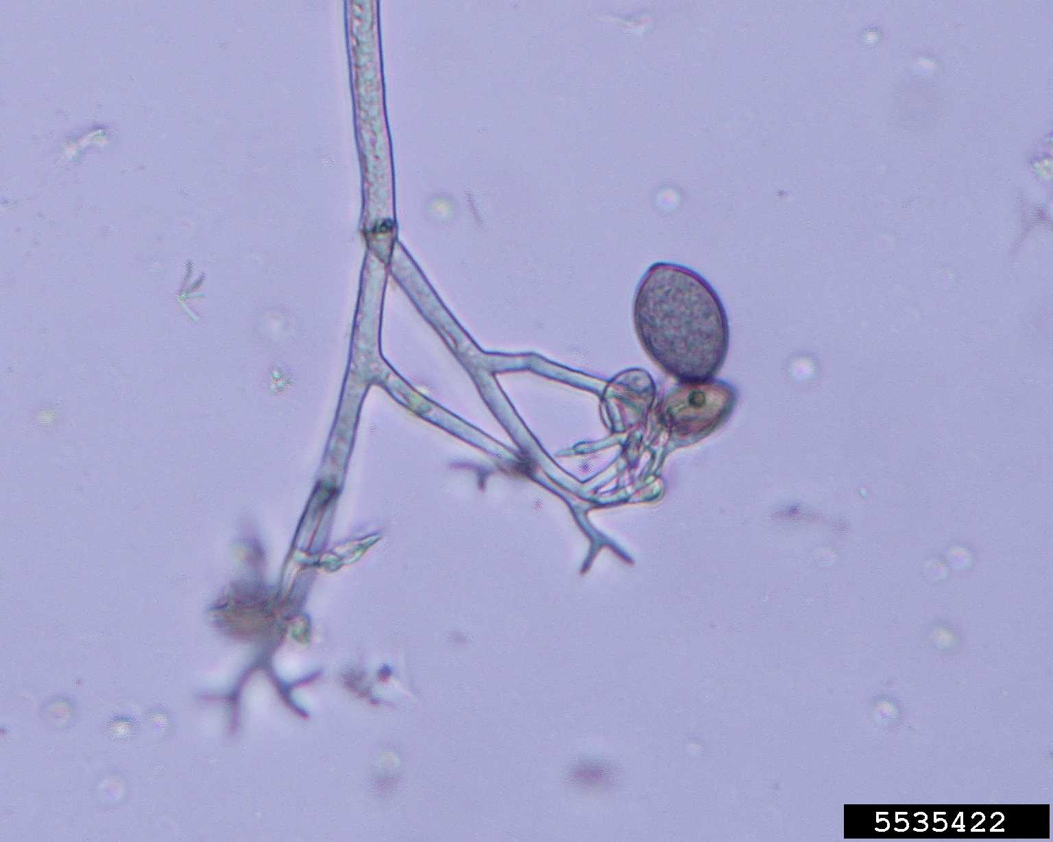 cucurbit downy mildew (Pseudoperonospora cubensis (Berk. & M.A. Curtis