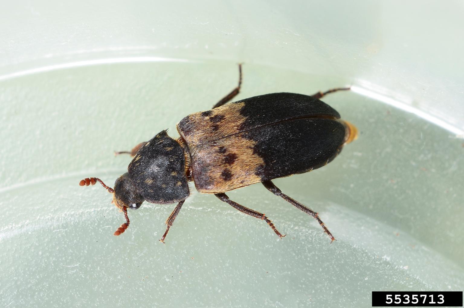 larder beetle (Dermestes lardarius)