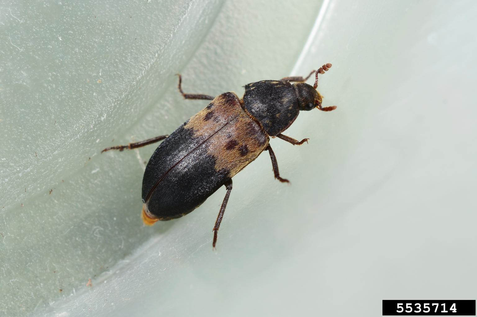 larder beetle (Dermestes lardarius)