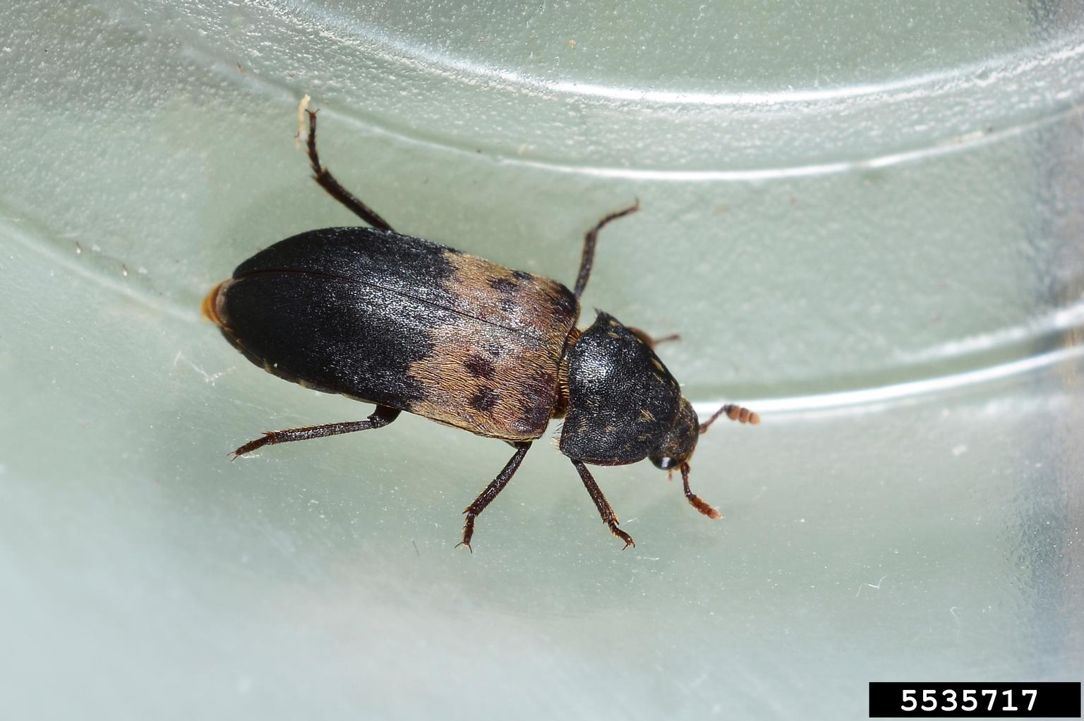 larder beetle (Dermestes lardarius)