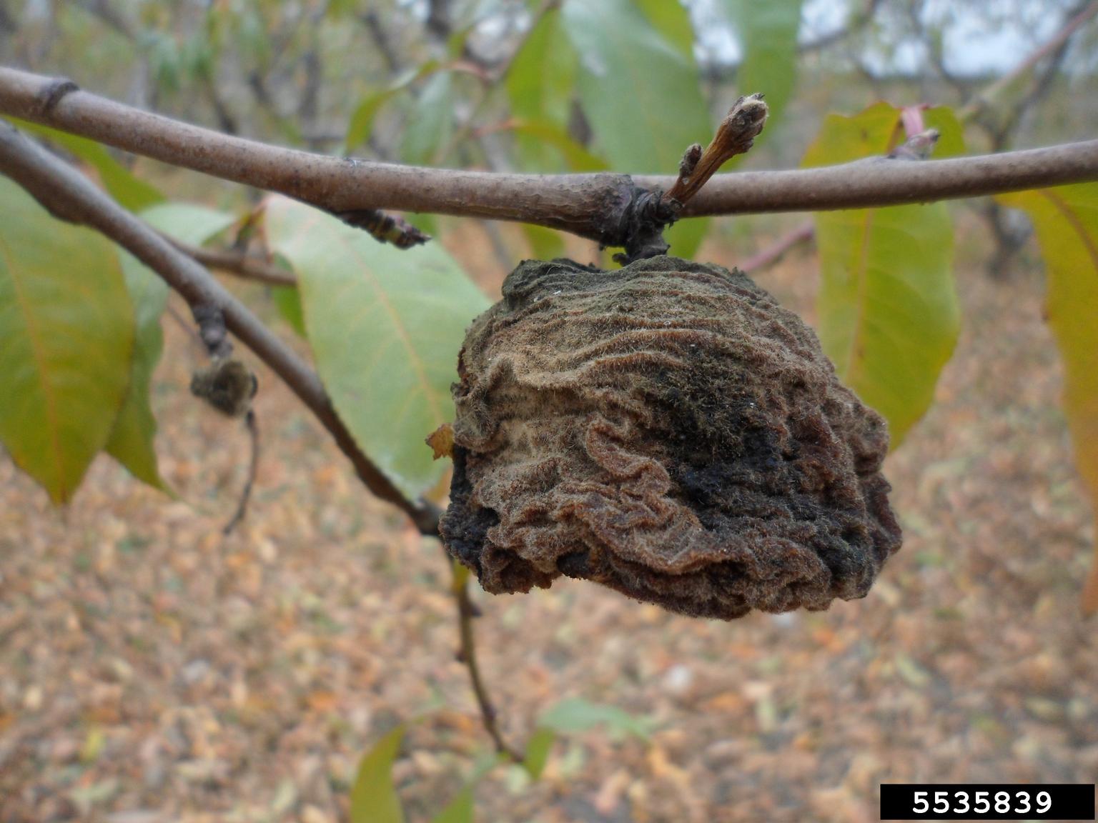 brown rots (Monilinia spp. ) on nectarine (Prunus persica var