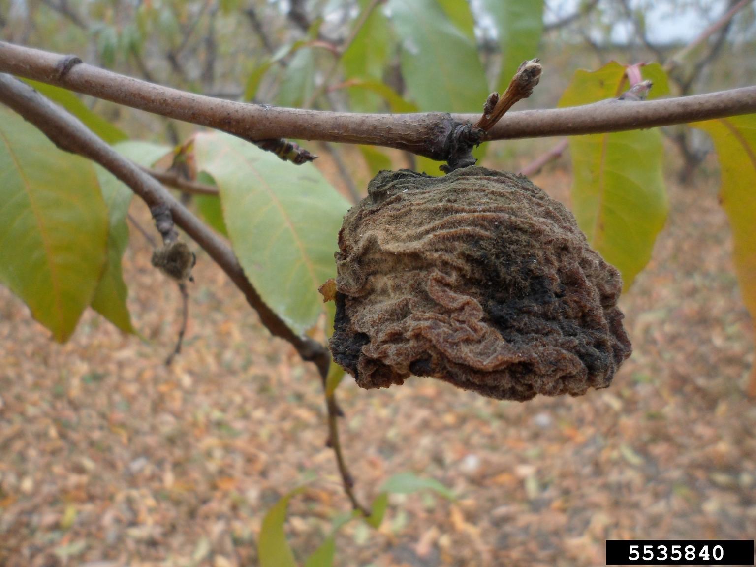 brown rots (Monilinia spp. ) on nectarine (Prunus persica var