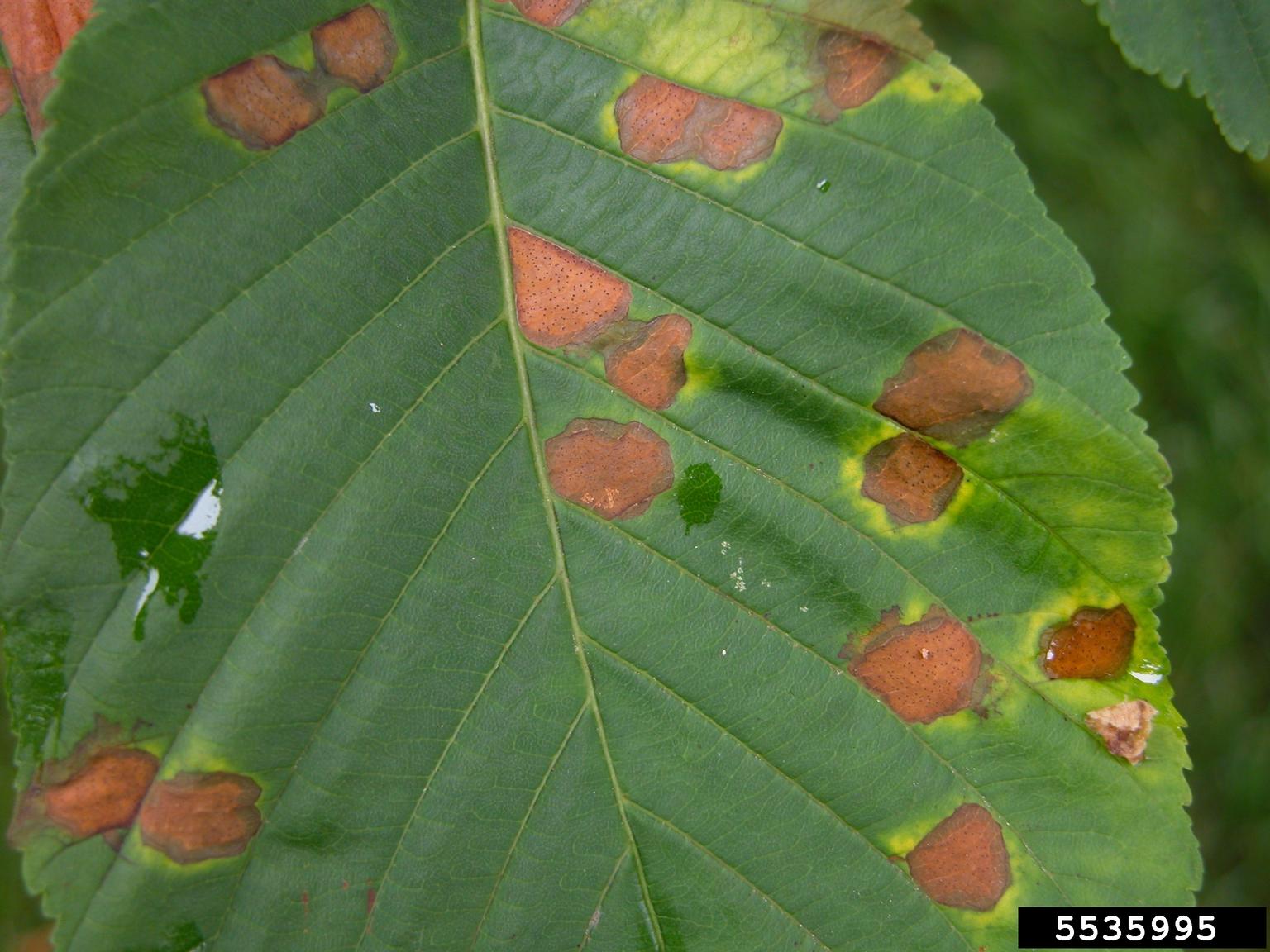 Guignardia blotch of buckeyes and horsechestnuts (Guignardia aesculi)