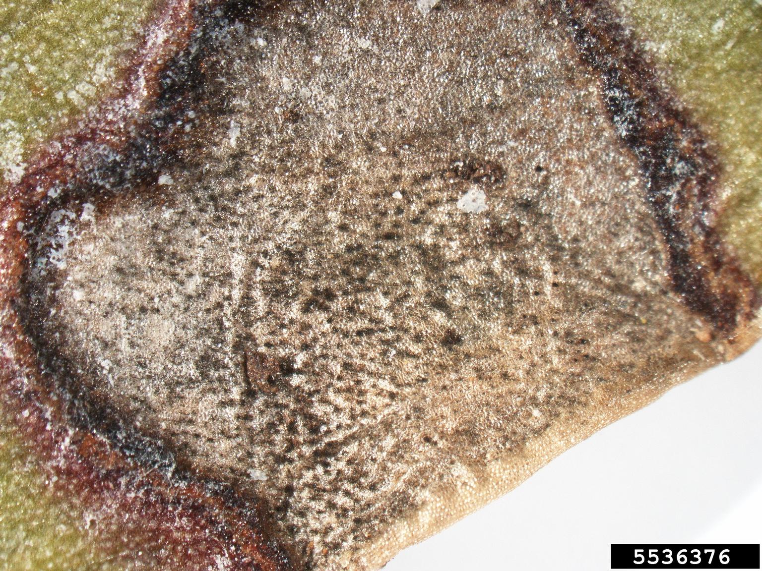 Alternaria black molds / stem cankers (Genus Alternaria)