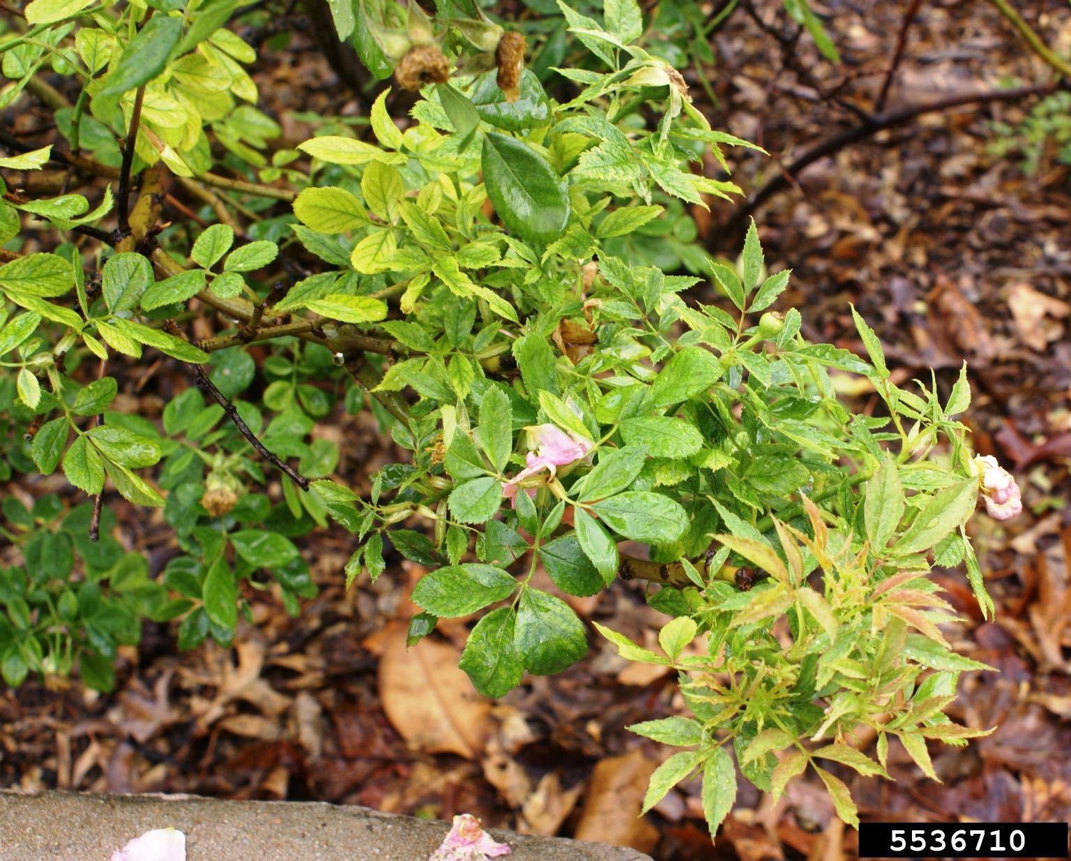 Rose rosette virus (RRV) (Emaravirus Rose rosette virus)