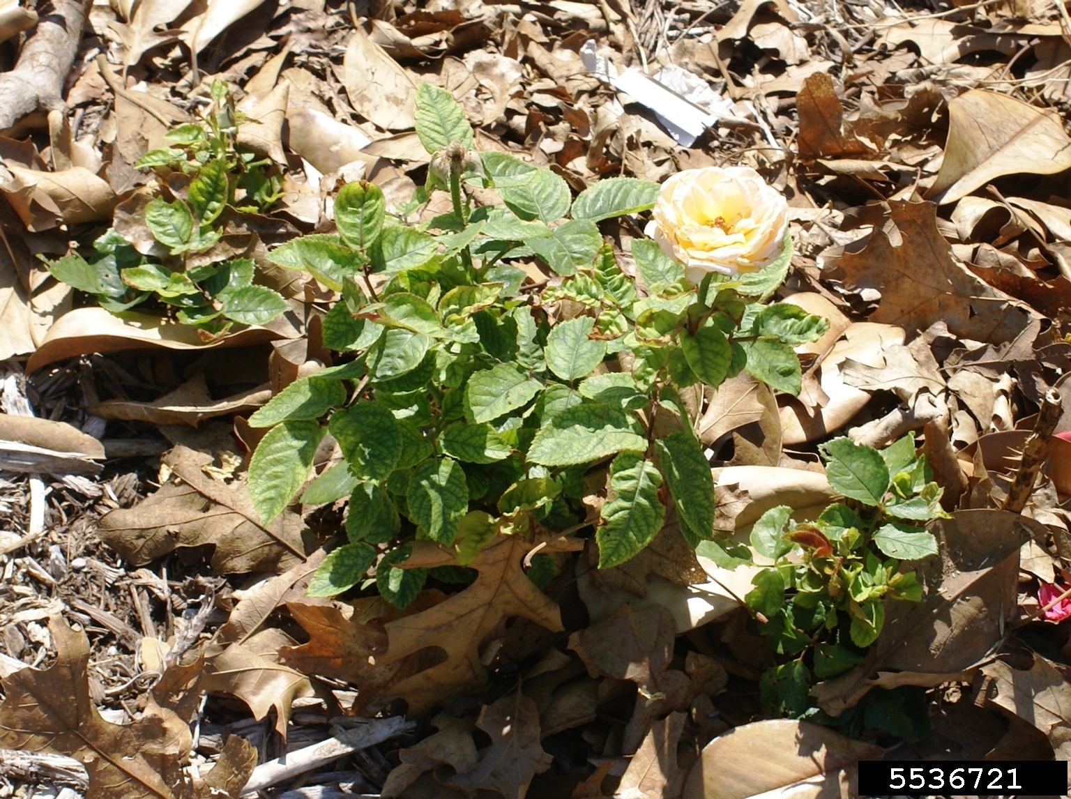 Rose rosette virus (RRV) (Emaravirus Rose rosette virus)