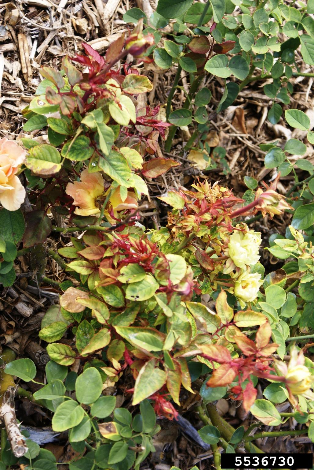 Rose rosette virus (RRV) (Emaravirus Rose rosette virus)