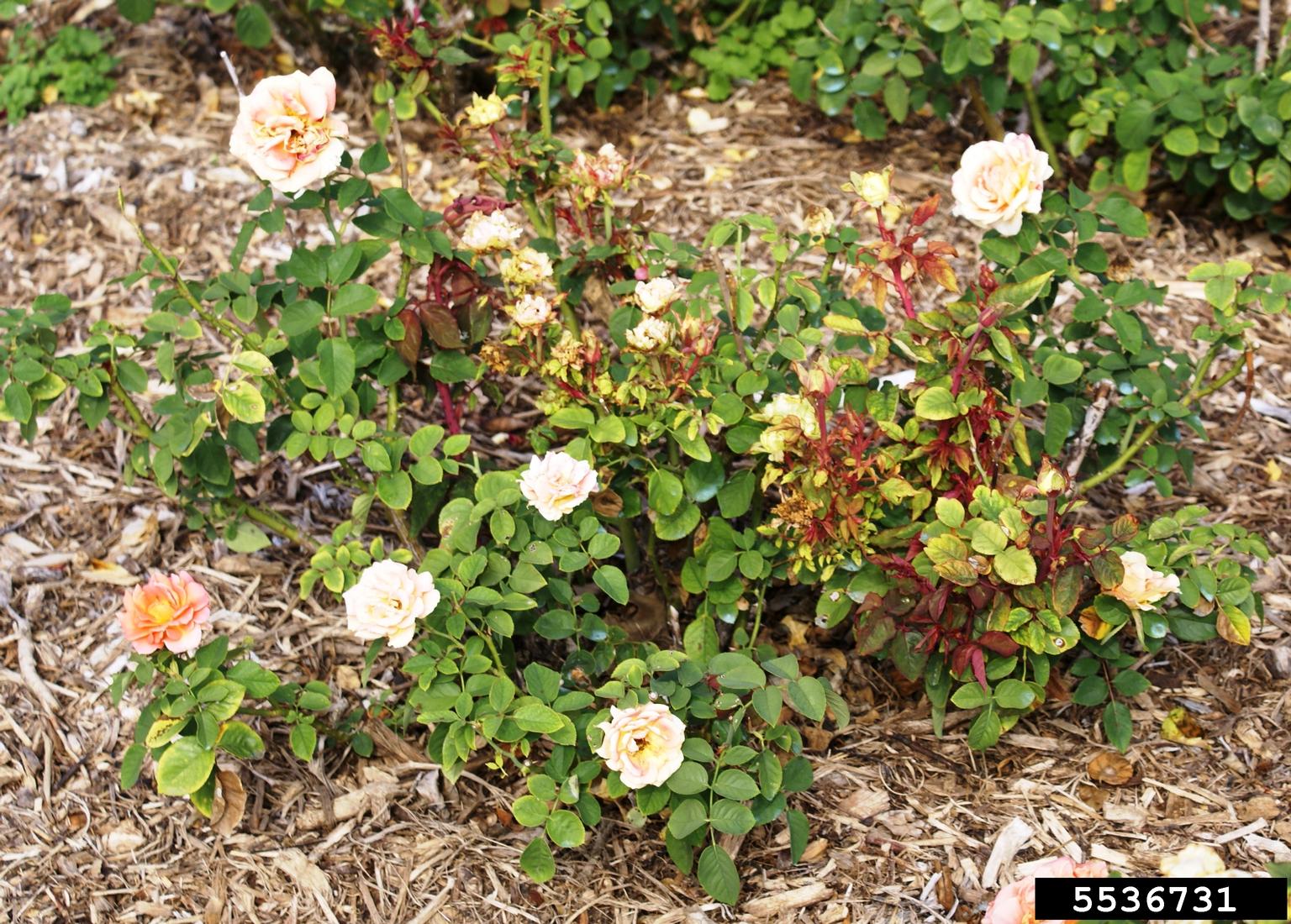 Rose rosette virus (RRV) (Emaravirus Rose rosette virus)