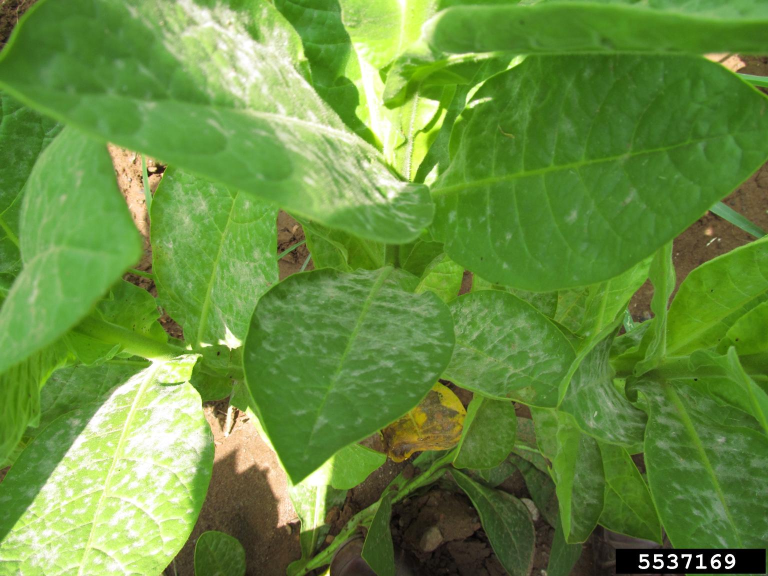 powdery mildew (Erysiphe cichoracearum)