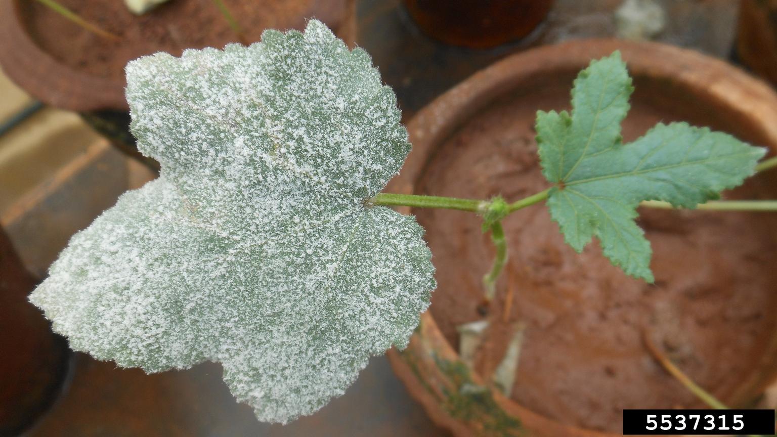 powdery mildew (Erysiphe cichoracearum)