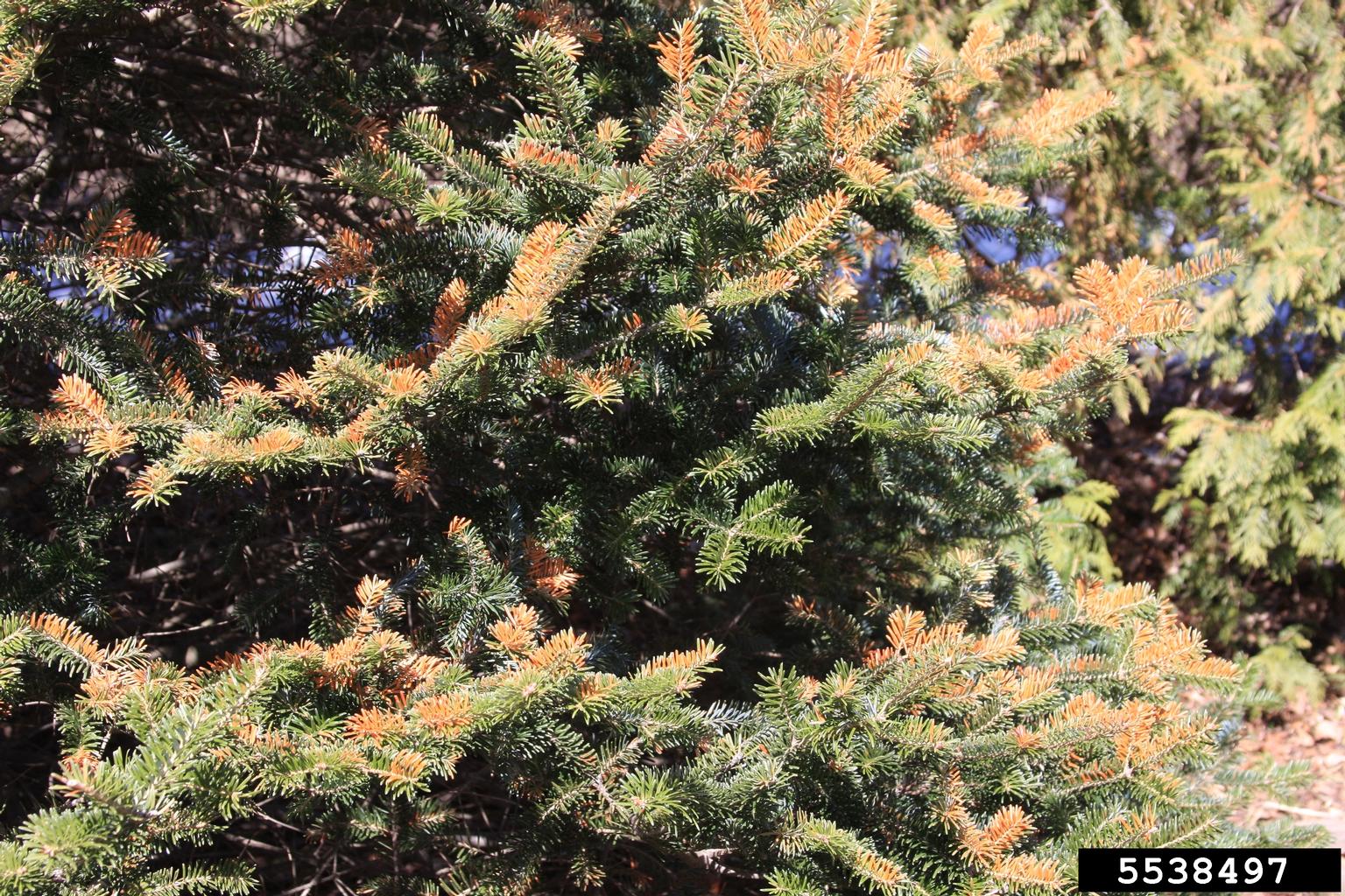 cold injury (low temperature)