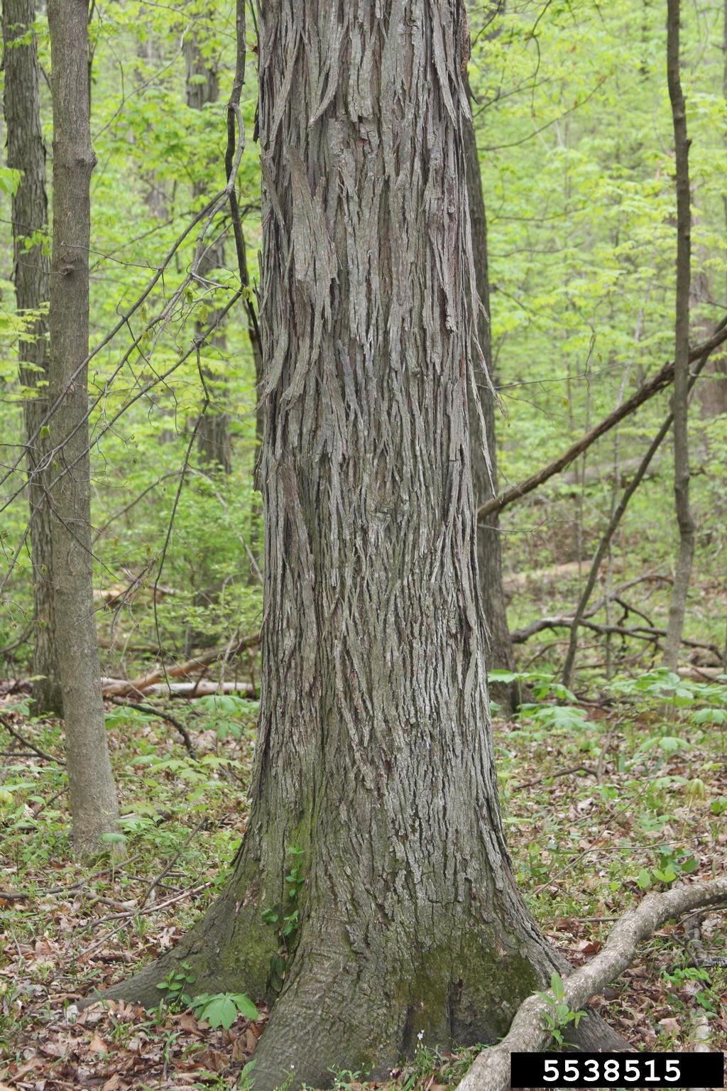 shagbark hickory (Carya ovata)