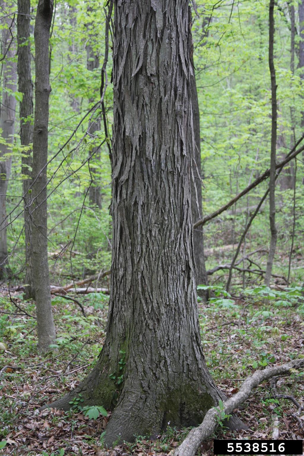 shagbark hickory (Carya ovata)