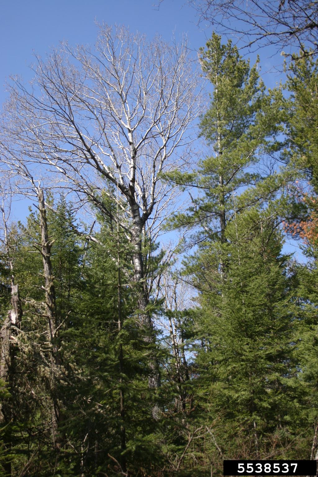 eastern white pine (Pinus strobus)