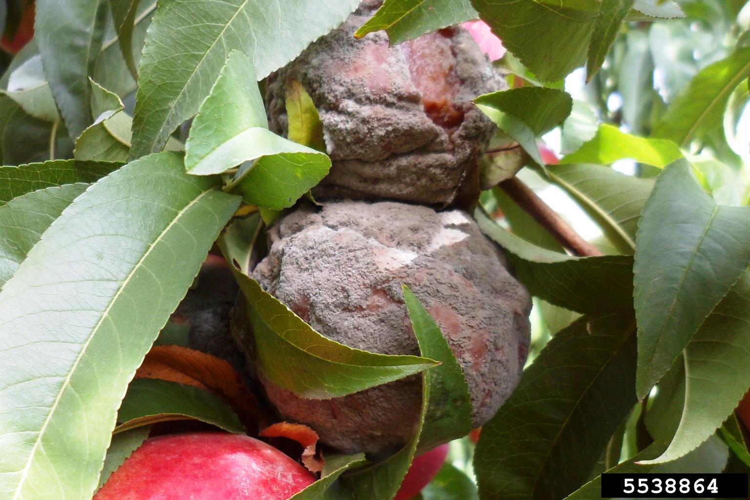 gray mold (Botrytis cinerea)