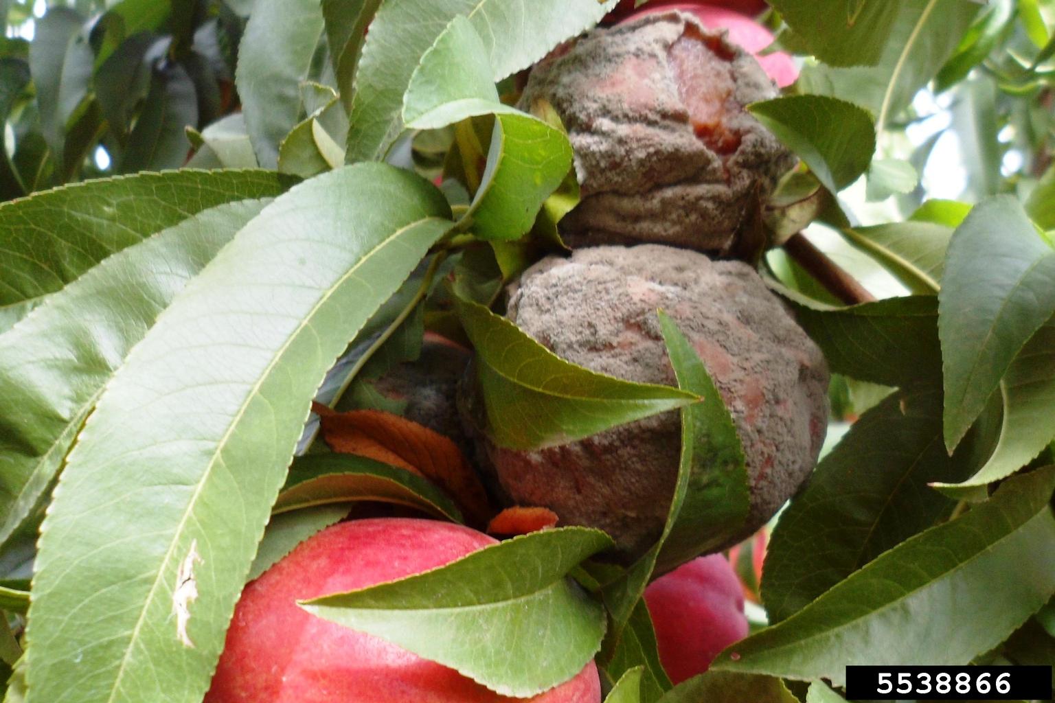 gray mold (Botrytis cinerea ) on nectarine (Prunus persica var