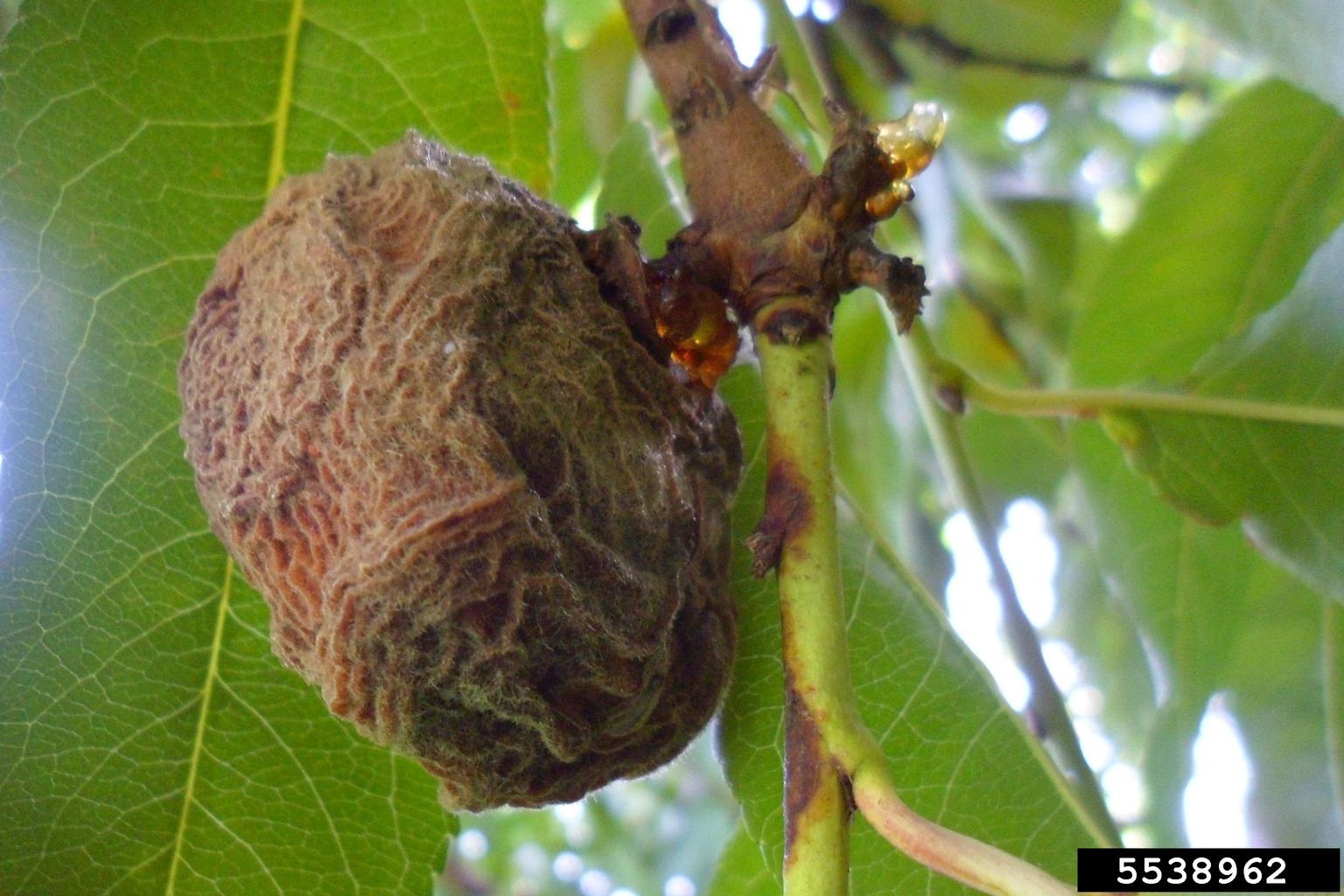 brown rots (Genus Monilinia)