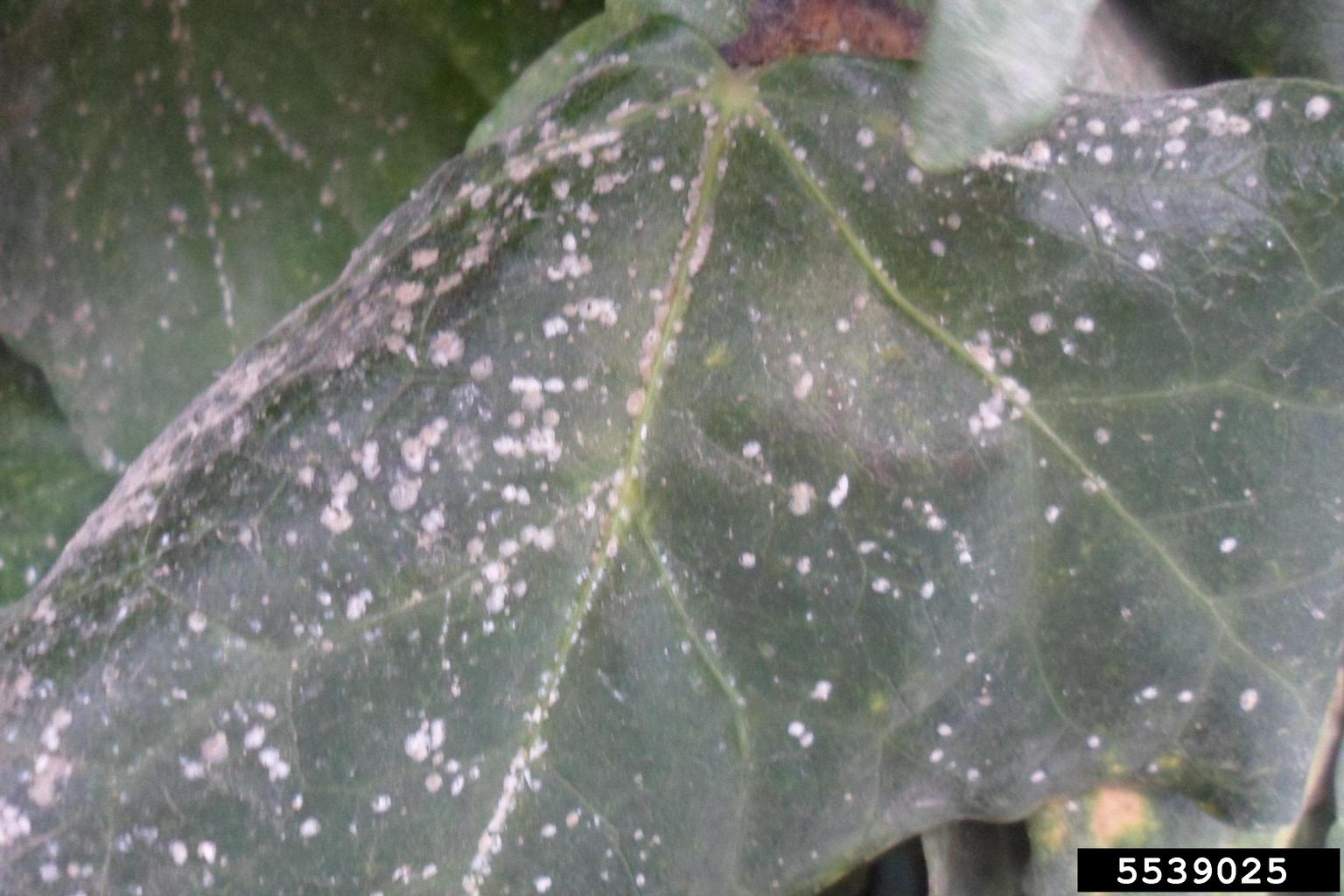 armored scales (Genus Aspidiotus Bouche, 1833)