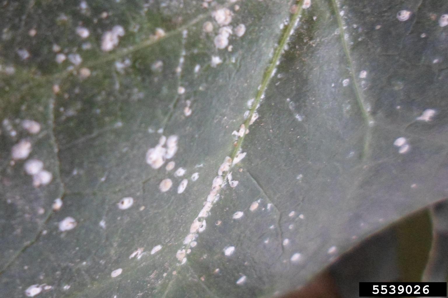 armored scales (Genus Aspidiotus)