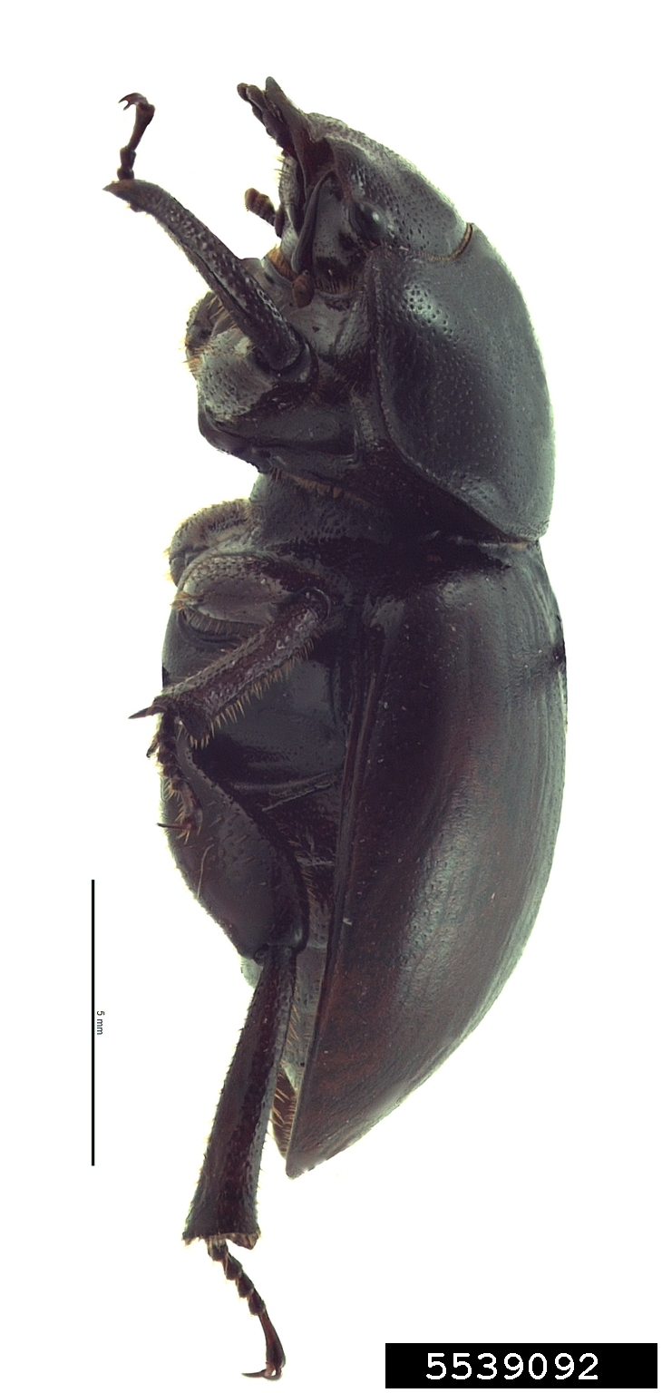 Honolulu Hawaiian stag beetle (Apterocyclus honoluluensis)