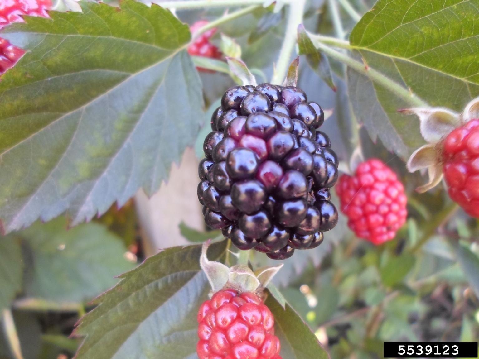 cane fruit (blackberry, raspberry), Rubus spp. (Rosales Rosaceae