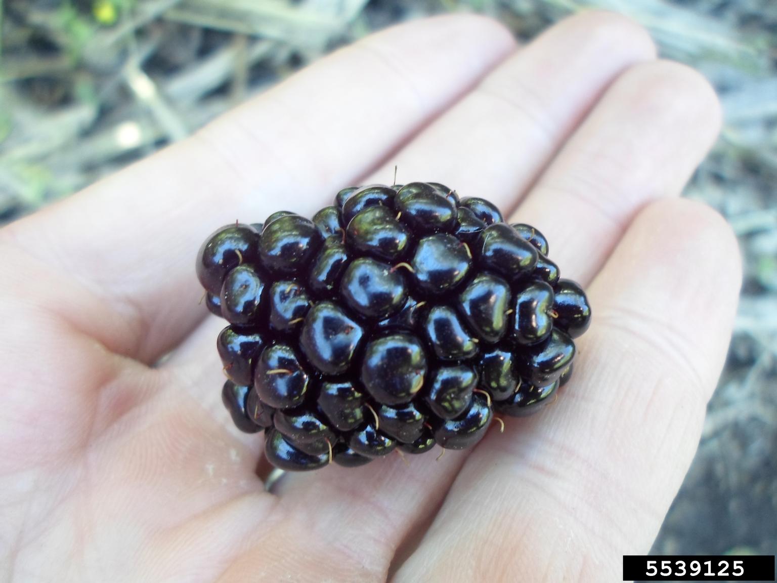 cane fruit (blackberry, raspberry) (Genus Rubus)
