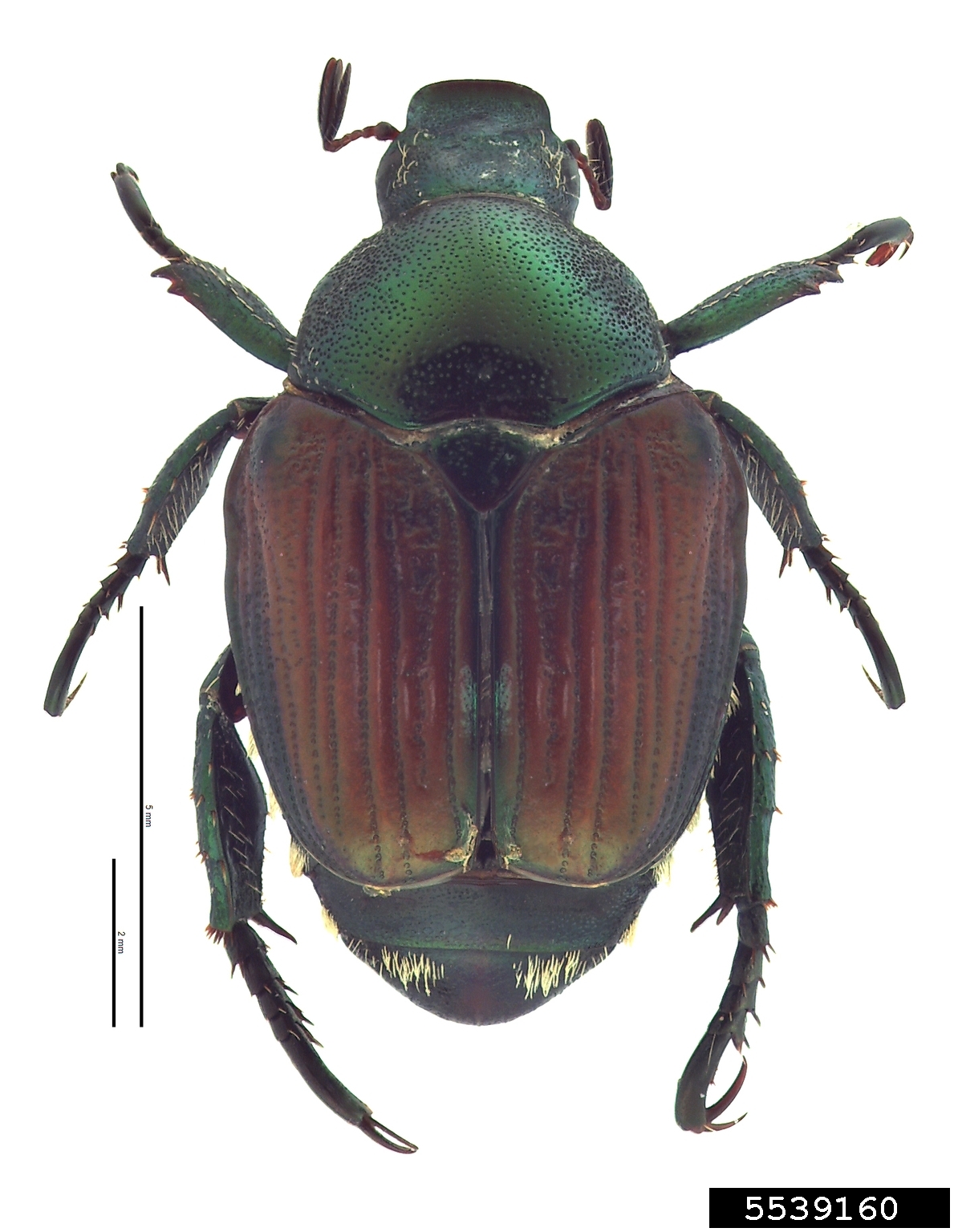 Japanese beetle (Popillia japonica)