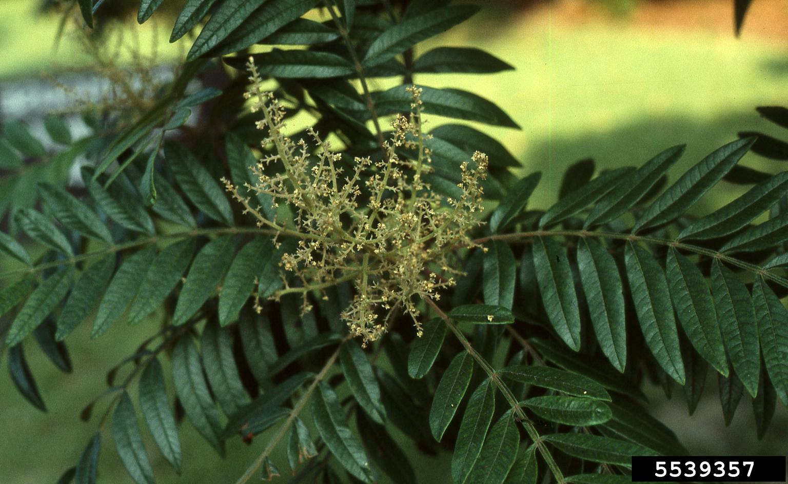 dwarf sumac (Rhus copallinum)