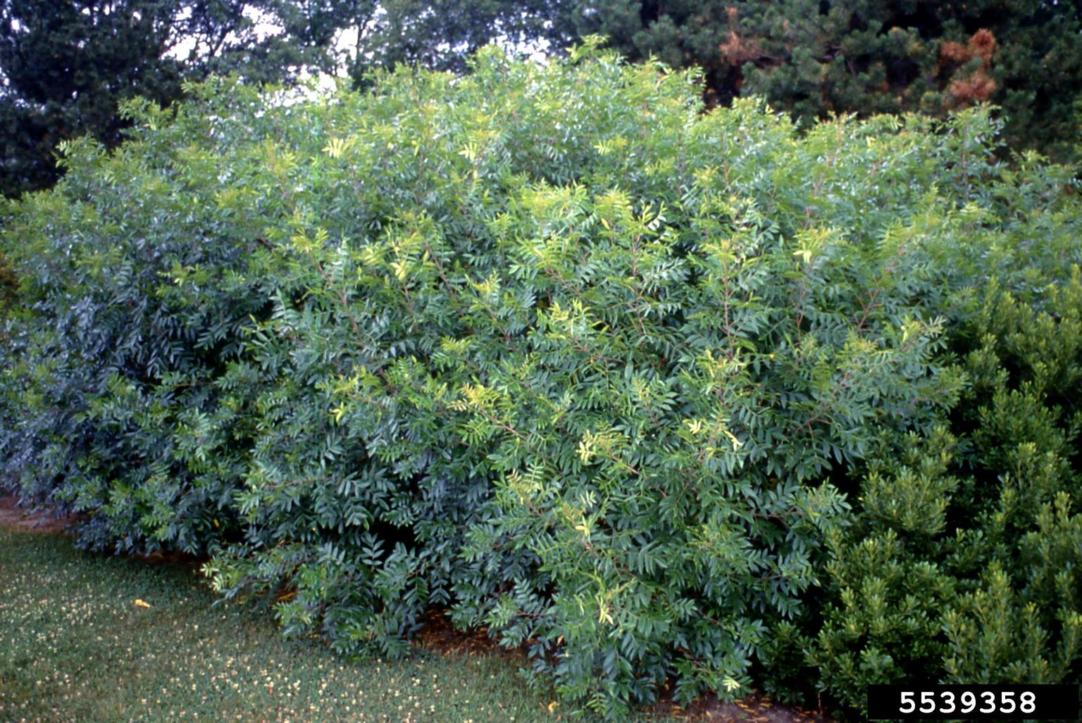 dwarf sumac (Rhus copallinum)