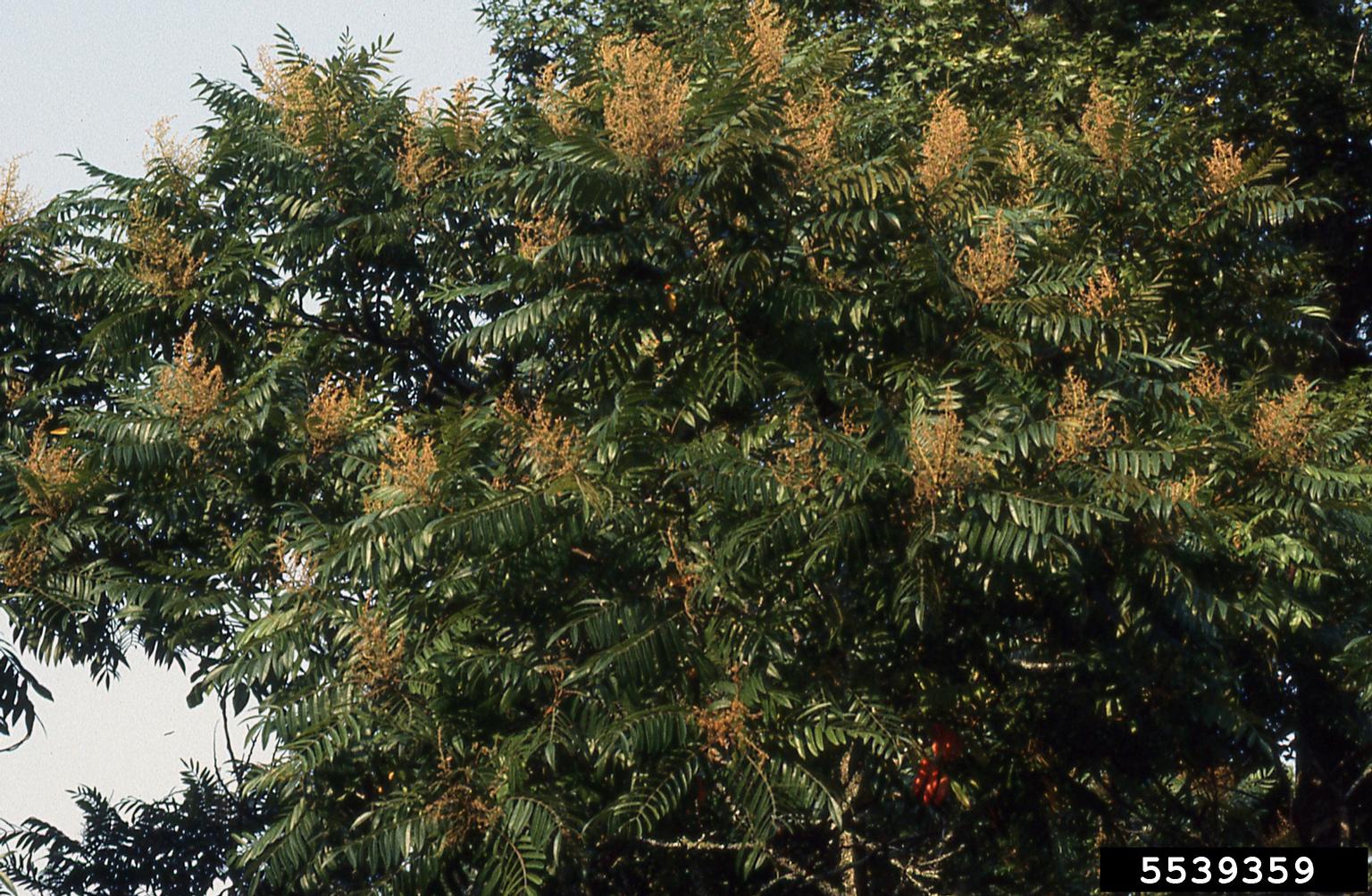 dwarf sumac (Rhus copallinum)