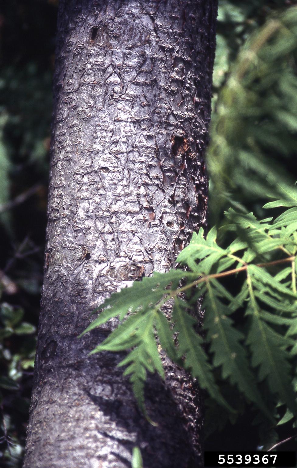 staghorn sumac (Rhus typhina)