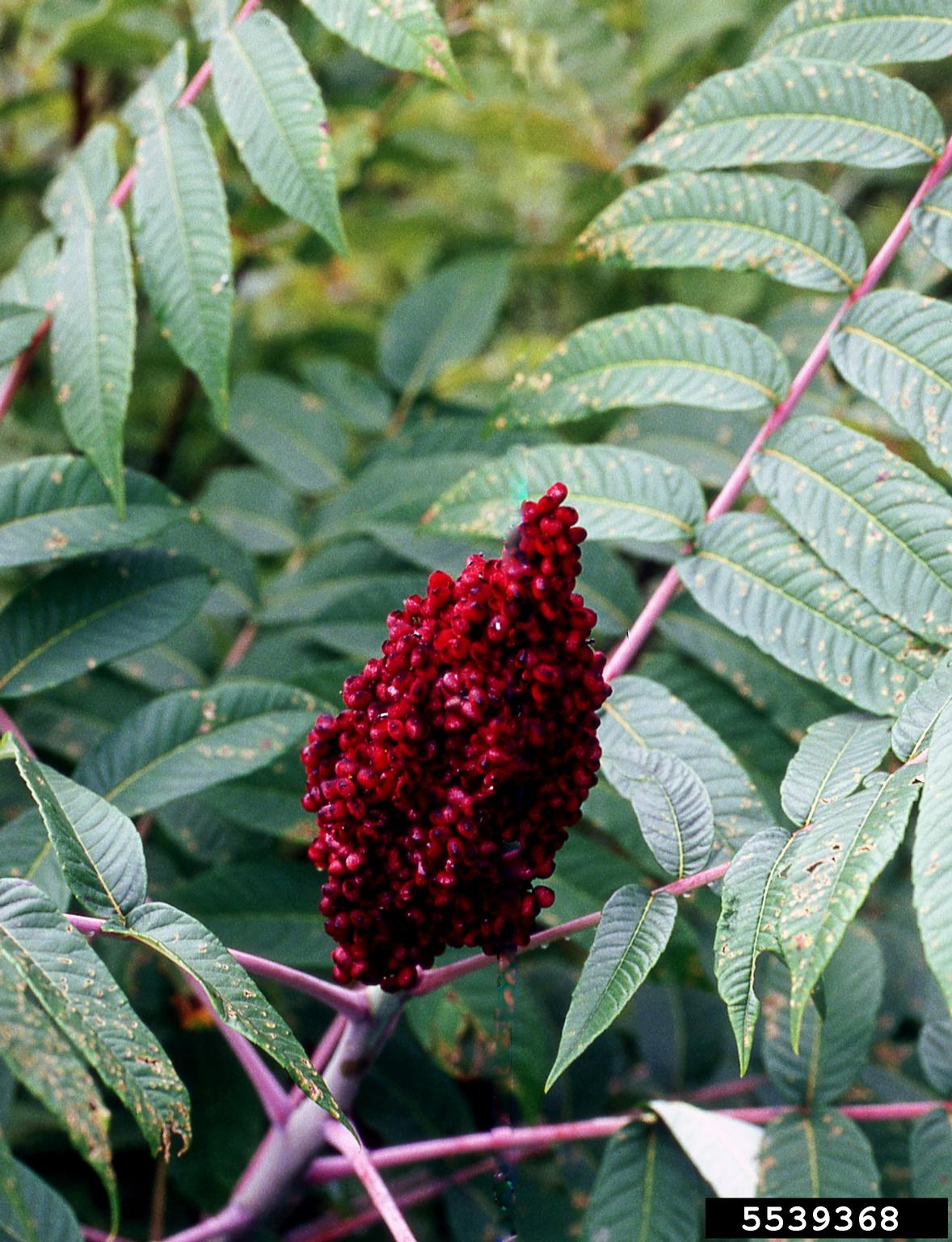 staghorn sumac (Rhus typhina)