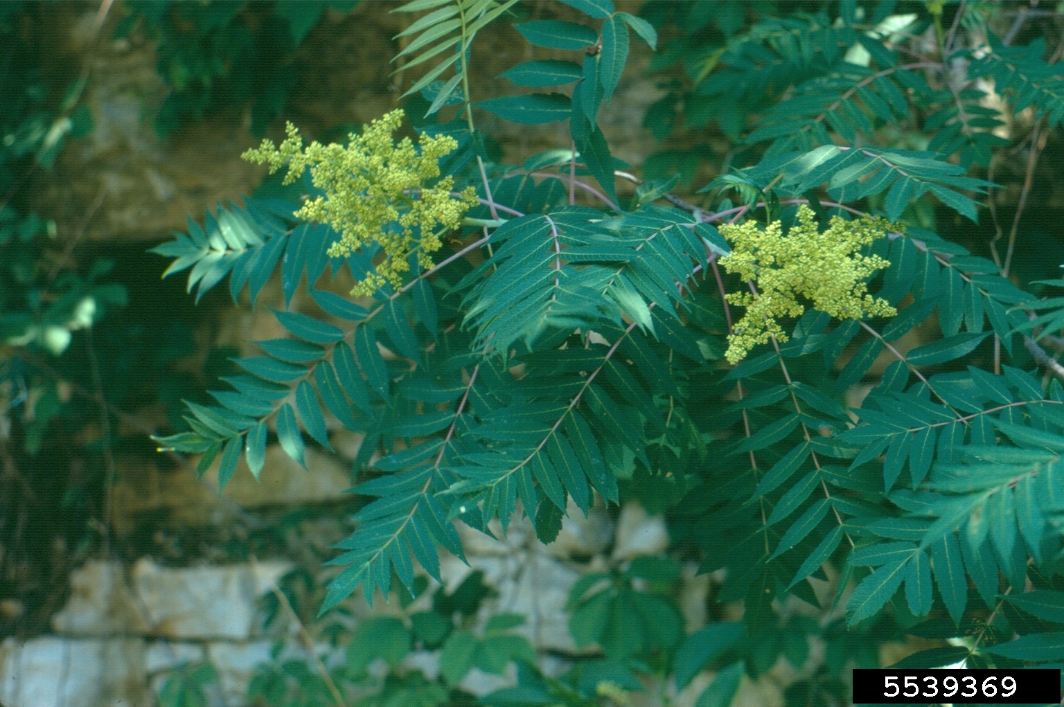 staghorn sumac (Rhus typhina)