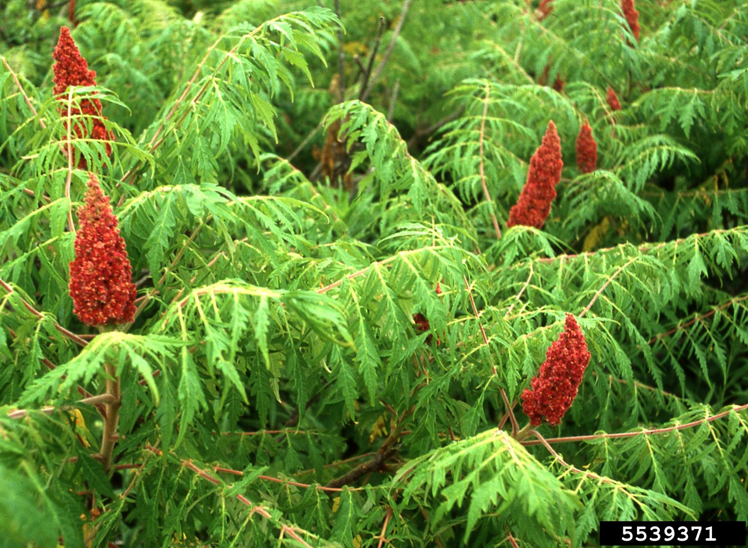 staghorn sumac (Rhus typhina)