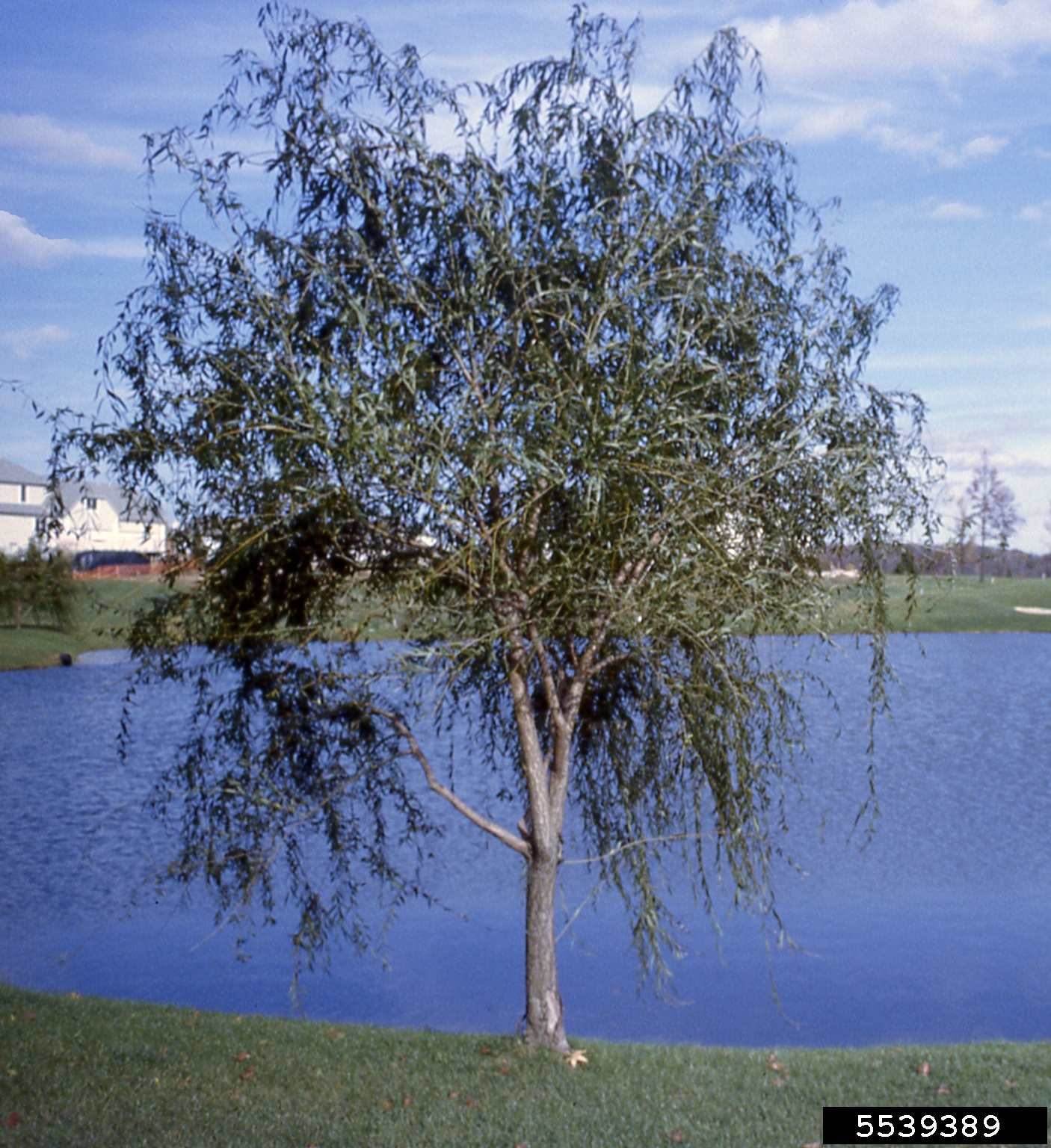 weeping willow (Salix babylonica)