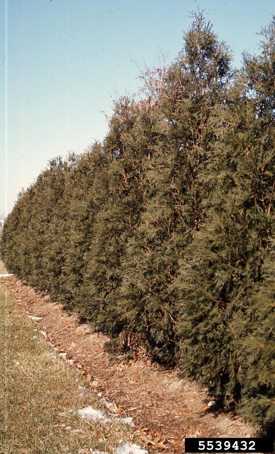 Northern White Cedar Thuja Occidentalis Pinales Cupressaceae 5539432