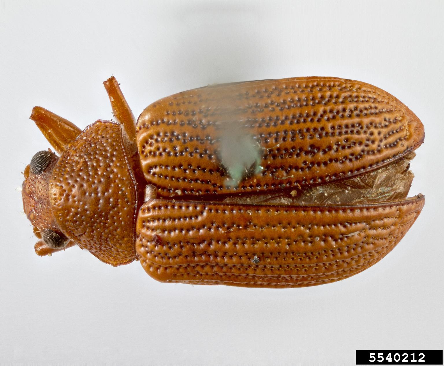 banana fruitscarring beetle (Colaspis hypochlora)