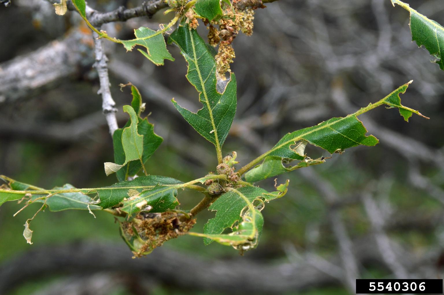 defoliation due to unknown cause